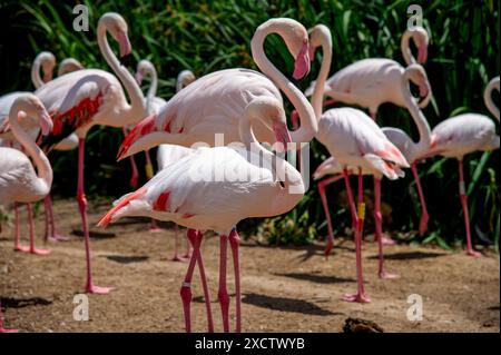 Bellissimi fenicotteri rosa che camminano tranquillamente attraverso l'erba Foto Stock