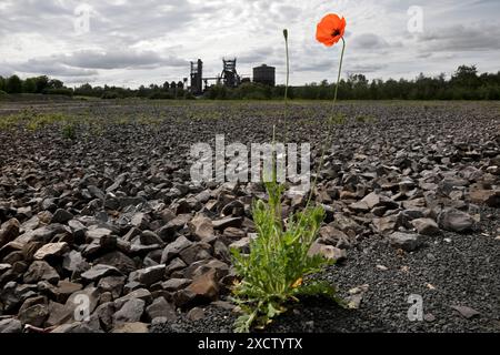 Papavero dalla testa lunga, papavero da campo (Papaver dubium), papaveri in fiore sulla temeraria punta di Hympendahl con la pianta dell'altoforno Phoenix-West nel Foto Stock