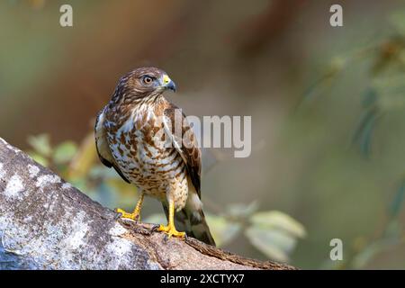 Falco ad ala larga (Buteo platypterus), seduto su un ramo, Costa Rica, Tarcoles Foto Stock