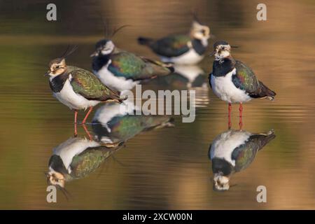 northern lapwing, peewit, pewit, tuit, tewit, plover verde, pyewipe (Vanellus vanellus), truppa che riposa in acque poco profonde, Italia, Toscana Foto Stock