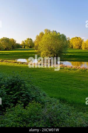 Riserva naturale Uedesheimer Rheinaue vicino a Grimlinghausen alla luce della sera, Germania, Renania settentrionale-Vestfalia, basso Reno, Neuss Foto Stock