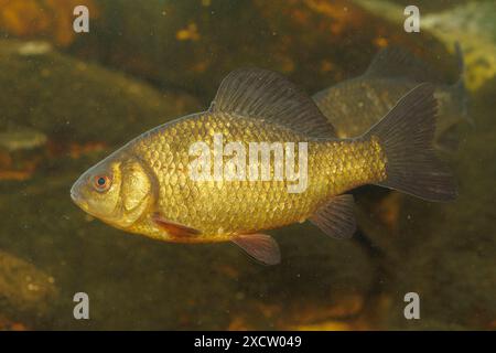 Carassio comune (Carassius carassius), piscina, vista laterale, Germania Foto Stock