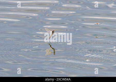 Mayfly comune (Ephemera vulgata), Subimago parte dalla superficie del lago, Germania, Baviera, lago Chiemsee Foto Stock