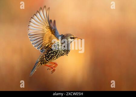 starling comune, starling europeo, starling (Sturnus vulgaris), in volo, vista laterale, Italia, Toscana Foto Stock