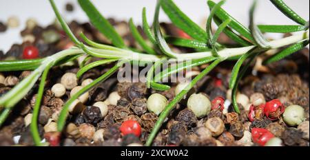 rosmarino (Rosmarinus officinalis), ramoscello di rosmarino con pepe colorato Foto Stock