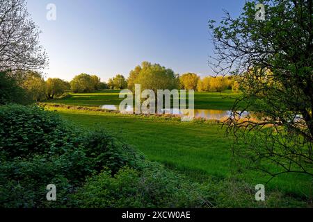 Riserva naturale Uedesheimer Rheinaue vicino a Grimlinghausen alla luce della sera, Germania, Renania settentrionale-Vestfalia, basso Reno, Neuss Foto Stock