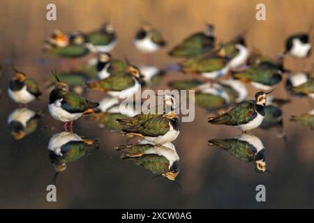 northern lapwing, peewit, pewit, tuit, tewit, plover verde, pyewipe (Vanellus vanellus), gregge riposato in acque poco profonde, Italia, Toscana Foto Stock