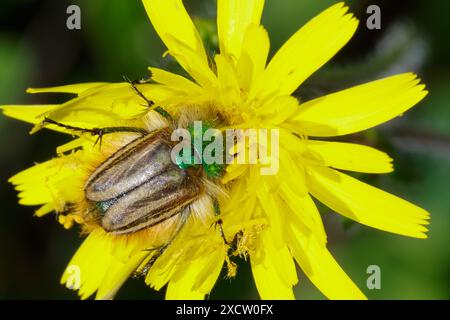 Scarabeo bumble (Eulasia pareyssei, Eulasia laserri, Eulasia lasserrei), seduto su un composto giallo, Albania Foto Stock