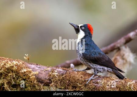 Picchio di mais (Melanerpes formicivorus), donna seduta su un ramo nella foresta nebulizzata di montagna, Costa Rica, San Gerardo de Dota Foto Stock