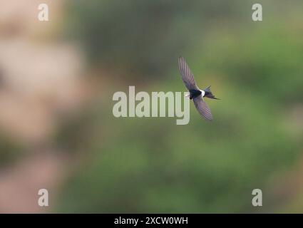 Apus caffer, volo, Spagna, Setefilla Foto Stock