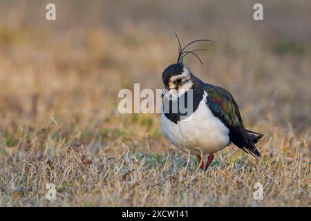 northern lapwing, peewit, pewit, tuit, tewit, Green plover, pyewipe (Vanellus vanellus), foraggio in un prato, Italia, Toscana Foto Stock