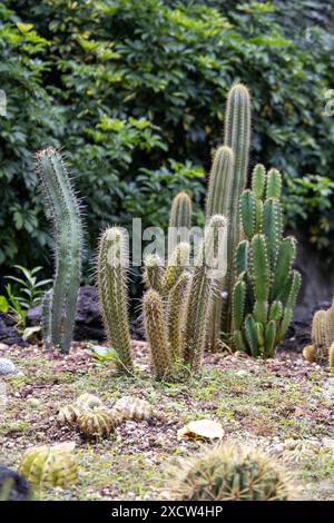 Vari tipi di cactus che crescono in un giardino con fogliame verde sullo sfondo Foto Stock