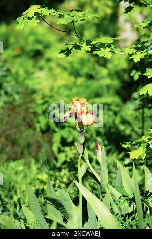 Iris "Peach Picotee" Foto Stock