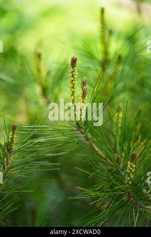 Tanyosho giapponese Red Pine in erba Foto Stock