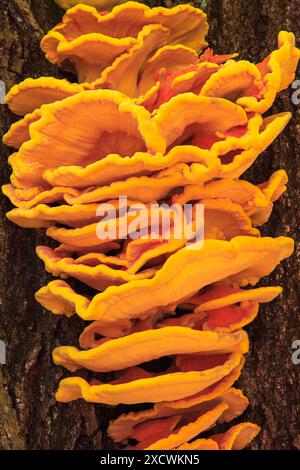 Fungo della piattaforma dello zolfo, Laetiporos sulfureus, che cresce su quercia rossa del nord Foto Stock