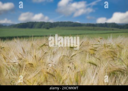 Golden wheat field under a blue sky with fluffy clouds. Ideal image representing agriculture, summer, and harvest concepts. Foto Stock