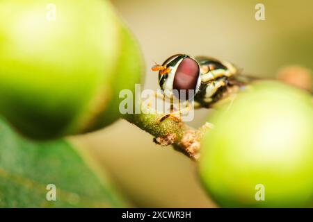 Gli Hoverflies, chiamati anche mosche floreali o scifedi, costituiscono la famiglia degli insetti Syrphidae. Come suggerisce il loro nome comune, sono spesso visti in sospeso o. Foto Stock