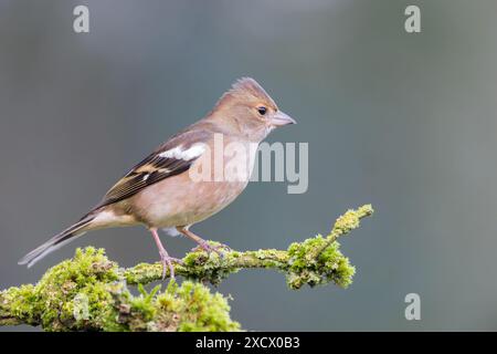 Chaffinch eurasiatico [ Fringilla coelebs ] uccello femminile su bastone muschiato Foto Stock