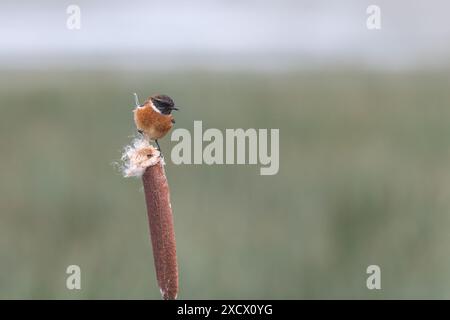 European Stonechat [ Saxicola rubicola ] sulla testa di bullrush Foto Stock