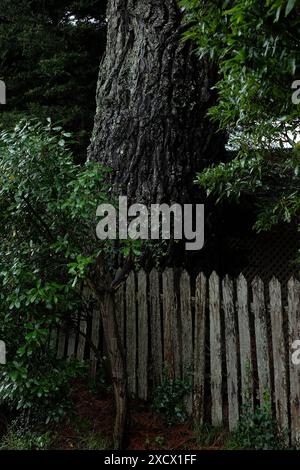 Alberi lungo la strada, conifere a forma di cono in una nebbia profonda lungo le vie suburbane di Katoomba Foto Stock