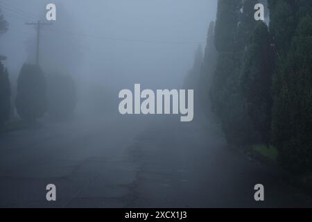 Alberi lungo la strada, conifere a forma di cono in una nebbia profonda lungo le vie suburbane di Katoomba Foto Stock