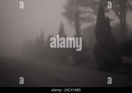 Alberi lungo la strada, conifere a forma di cono in una nebbia profonda lungo le vie suburbane di Katoomba Foto Stock