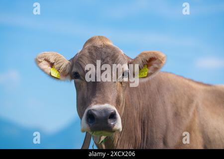 La mucca sta guardando la telecamera. La faccia delle mucche da vicino. Mucche che pascolano sui terreni agricoli. Pascolo di bestiame in un campo verde. Mucche in un campo in un allevamento di bestiame ecologico. Organico Foto Stock