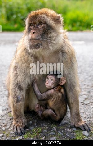 Hayley, un piccolo macaco nato il 13 maggio al Blair Drummond Safari and Adventure Park, vicino a Stirling, con sua madre Orcus. Data foto: Martedì 18 giugno 2024. Foto Stock