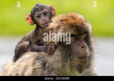 Hayley, un piccolo macaco nato il 13 maggio al Blair Drummond Safari and Adventure Park, vicino a Stirling, con sua madre Orcus. Data foto: Martedì 18 giugno 2024. Foto Stock