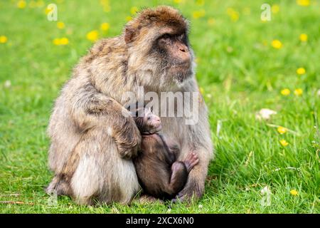 Hayley, un piccolo macaco nato il 13 maggio al Blair Drummond Safari and Adventure Park, vicino a Stirling, con sua madre Orcus. Data foto: Martedì 18 giugno 2024. Foto Stock