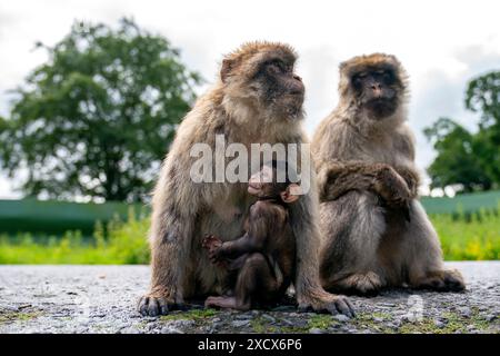 Hayley, un piccolo macaco nato il 13 maggio al Blair Drummond Safari and Adventure Park, vicino a Stirling, con suo padre Phil e sua madre Orcus. Data foto: Martedì 18 giugno 2024. Foto Stock