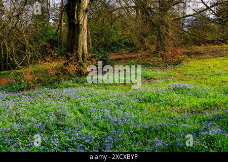 Un tappeto di campane colorate nel bosco al Knightshayes Court House and Gardens, nr Tiverton, Devon, Inghilterra, Regno Unito Foto Stock