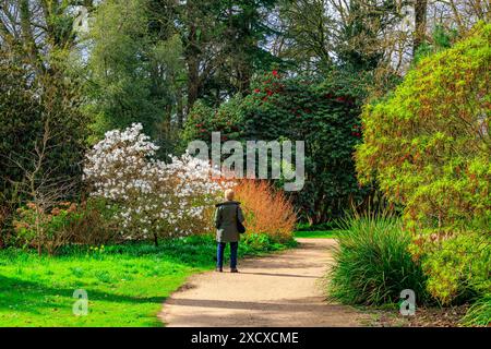 Primavera colorata fioritura dell'albero magnolia a Knightshayes Court, nr. Tiverton, Devon, Inghilterra, Regno Unito Foto Stock