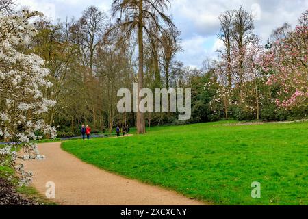 Primavera colorata fioritura dell'albero magnolia a Knightshayes Court, nr. Tiverton, Devon, Inghilterra, Regno Unito Foto Stock