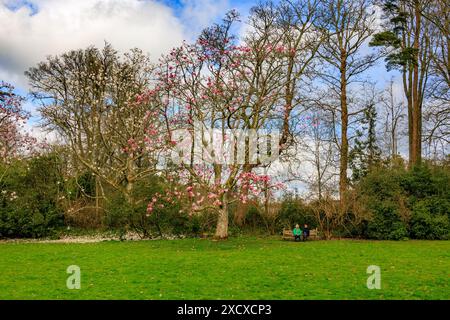 Primavera colorata fioritura dell'albero magnolia a Knightshayes Court, nr. Tiverton, Devon, Inghilterra, Regno Unito Foto Stock