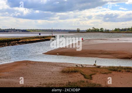 Oche del Canada su banchi di fango esposti a Turf Lock, dove il canale di Exeter si unisce al fiume exe, Devon, Inghilterra, Regno Unito Foto Stock