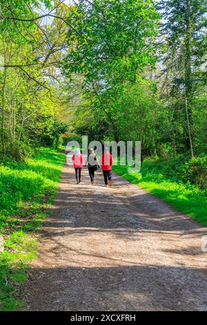 Tre visitatori che camminano sotto il sole appannato su un sentiero boscoso al castello di Powderham, casa dei conti del Devon a Kenton, vicino a Exeter, Devon, Inghilterra, Regno Unito Foto Stock