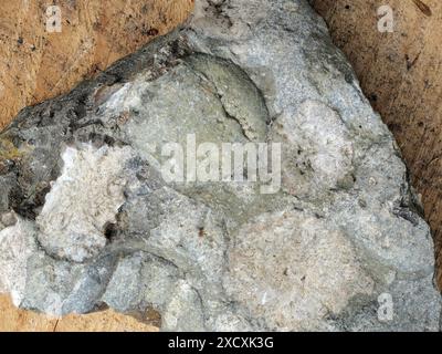 Una trama nella storia marina e nei tesori scientifici. Perfetto per i collezionisti e come arte da parete decorativa Foto Stock