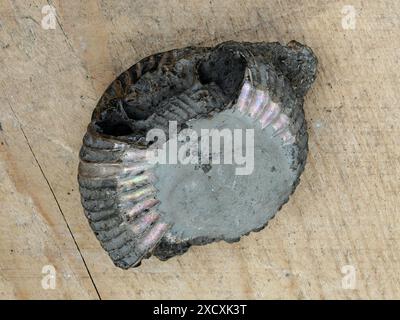L'ammonite fossilizzata, in parte iridescente, offre informazioni sugli ecosistemi marini del Mesozoico e sulla storia evolutiva, rara e preziosa. Foto Stock