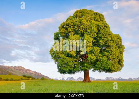 Botanica, calce (tilia cordata Mill.), USO NON ESCLUSIVO PER L'USO DI CARTOLINE-BIGLIETTI-BIGLIETTI-CARTOLINE-CARTOLINE Foto Stock