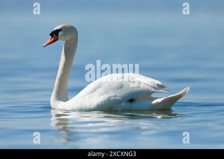 Zoologia, uccelli (Aves), cigno muto (Cygnus olor), nuoto nelle acque blu del lago, USO NON ESCLUSIVO PER L'USO con BIGLIETTI-AUGURI-CARTOLINE-CARTOLINE-PIEGHEVOLI Foto Stock