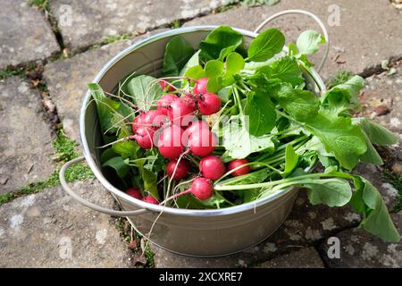 Piante di ravanello Rudi appena raccolte da un orto a letto rialzato, Regno Unito. Foto Stock