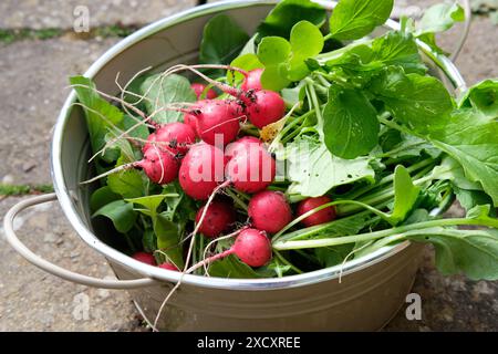 Piante di ravanello Rudi appena raccolte da un orto a letto rialzato, Regno Unito. Foto Stock