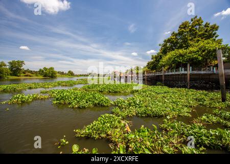 Il fiume Sao. lattuga d'acqua, pistia stratiotes. Foto Stock