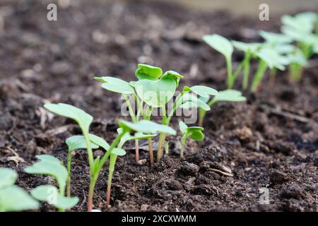 Radish Rudi piantine che crescono in un orto a letto rialzato, Regno Unito. Foto Stock