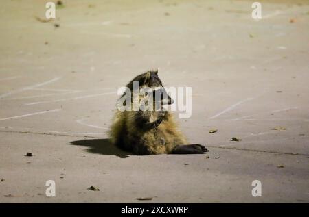 Santa Barbara, California, Stati Uniti. 18 giugno 2024. Un Raccoon malato o ferito viene visto nella notte del 18 giugno nel controverso accampamento di protesta pro-Palestina presso l'Università della California, Santa Barbara (UCSB) Campus. Qui siede sul marciapiede circondato da segni di gesso. (Immagine di credito: © Amy Katz/ZUMA Press Wire) SOLO PER USO EDITORIALE! Non per USO commerciale! Foto Stock