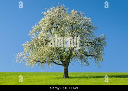 Botanica, solitaria, pere fiorite su prato verde, NON-USO ESCLUSIVO PER-BIGLIETTI-AUGURI-CARTOLINA-USO-CARTOLINA-CARTOLINA-USO-USO-CARTOLINA-USO-CARTOLINA-USO Foto Stock