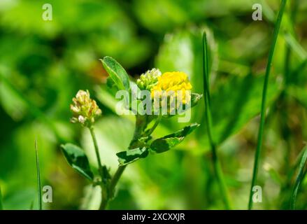 Primo piano di medick nero, nonesuch, o luppolo (medicago lupulina) nel prato in estate Foto Stock