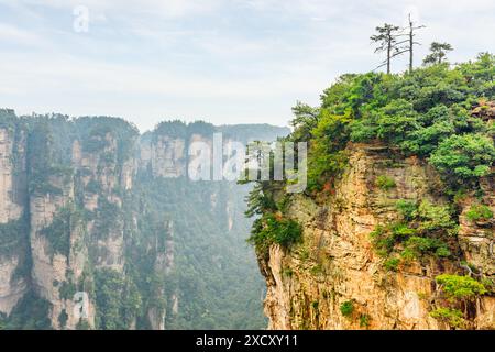 Pilastri naturali in pietra arenaria di quarzo dei Monti Tianzi (Monti Avatar) nel Parco Nazionale forestale di Zhangjiajie, provincia di Hunan, Cina. Foto Stock