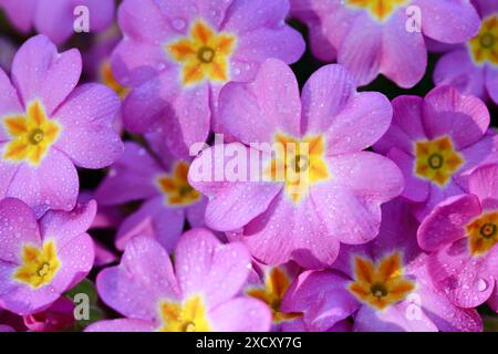 Botanica, vista ravvicinata dei fiori primula lilla rosa con baldacchino a goccia in primavera, USO NON ESCLUSIVO PER L'USO DI CARTOLINE PIEGHEVOLI e BIGLIETTI DI AUGURI Foto Stock